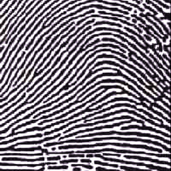 tented arch fingerprint