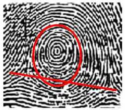 plain whorl fingerprint