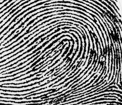 Fingerprints - CC10Sc